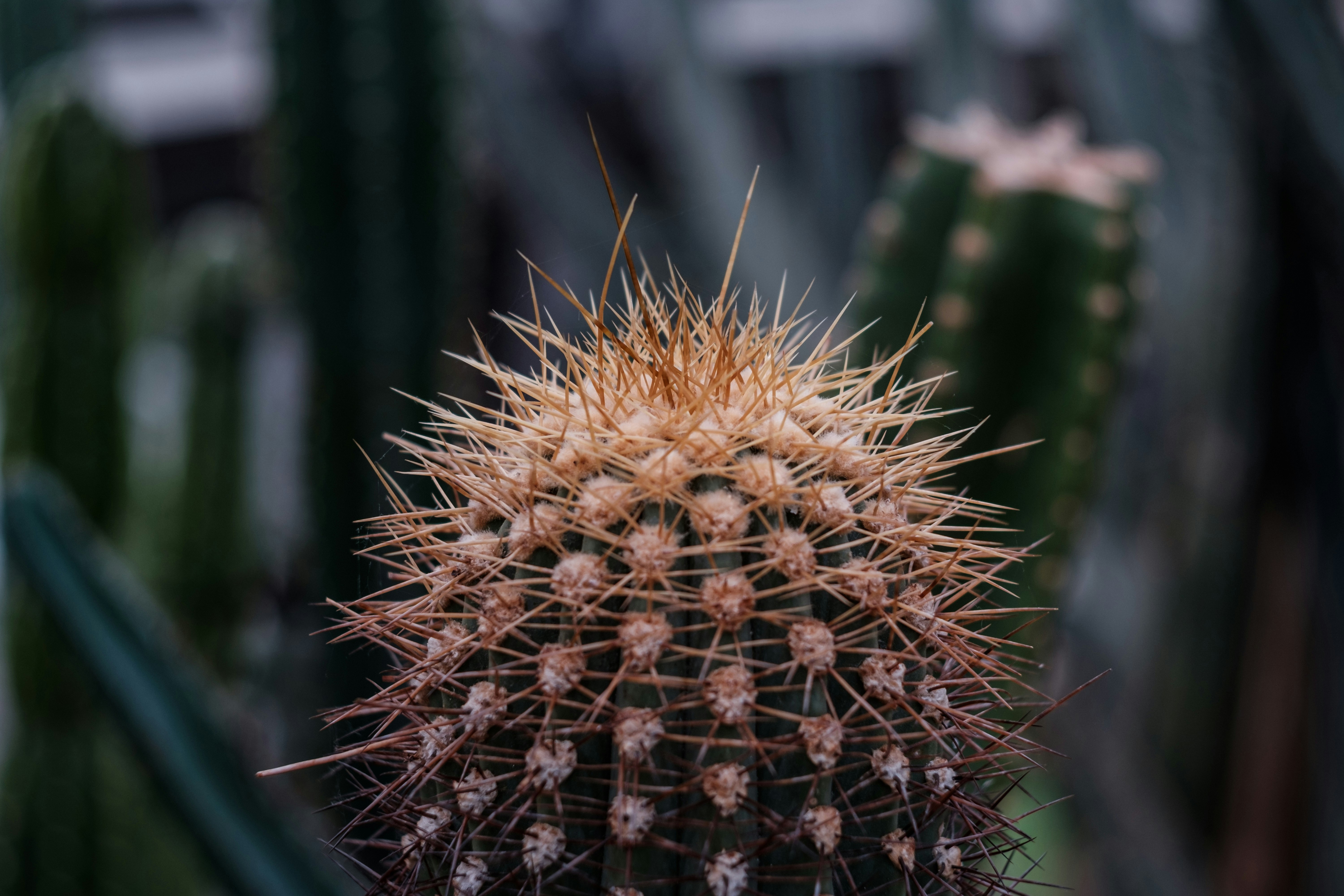 macro photography of green cactus plant